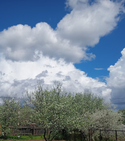 Цветущий грушевый сад, г. Благовещенск