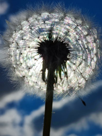 Одуванчик полевой. С. Варваровка