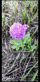 Дикая примула. с. Поярково.