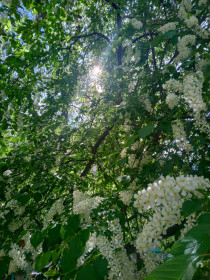 Черемуха, г. Благовещенск