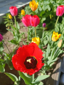 Тюльпаны, п. Новорайчихинск