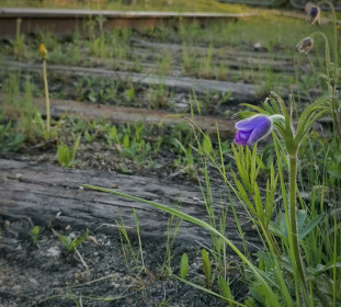 Подснежник в районе Благовещенска