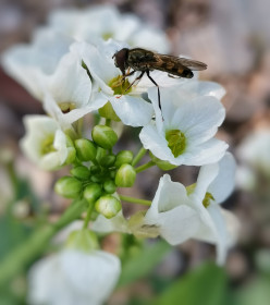 Цветущая яблонька, г. Благовещенск