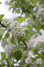 Селемджинское цветение