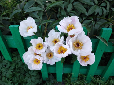 Пионы. Благовещенск, ул. Зейская