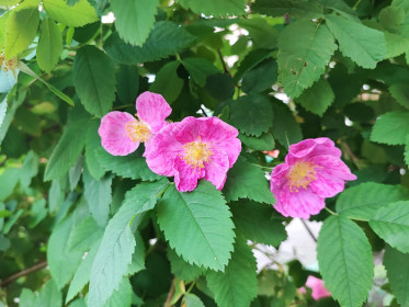 Шиповник, г. Благовещенск