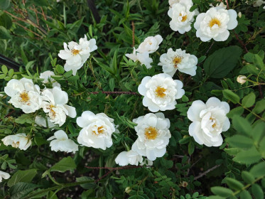 Роза, г. Благовещенск