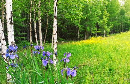 Ирисы и поле лютиков луговых