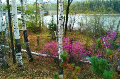 Багульник на Селемдже