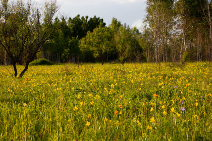 Поле жёлтых саранок села Ромны