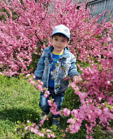 Сакура в центре Благовещенска