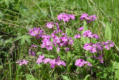 Примула в пгт.Прогресс