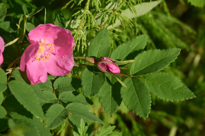 Шиповник в цвету в пгт.Прогресс
