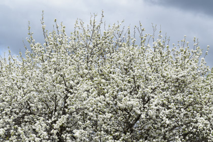 Груша в пгт.Прогресс