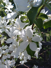 Яблонька из Свободного