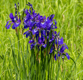 Букет ирисов. Селемджинский район