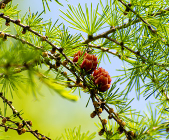 Красота лиственницы