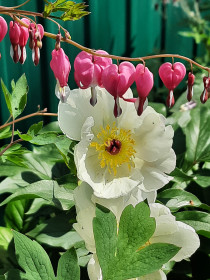 Дицентра—«разбитое сердце» и пион в г. Благовещенске