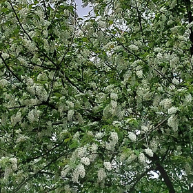 Черёмушка в г. Сковородино