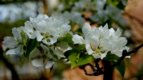Яблоня,  пгт Серышево