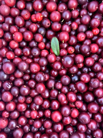 Брусничный фотофон из Тынды