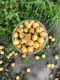 Груши собираем вёдрами