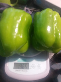 Свободненские перцы гиганты