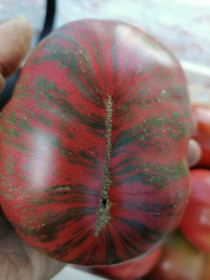 Томат-красавец из Костюковки