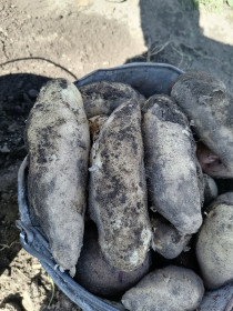 Картофель сорта «Банан» собирают в селе Костюковка