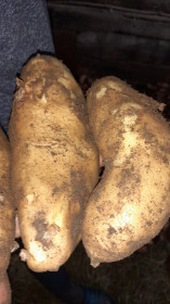 Картошка сорта «банан» из села Костюковка