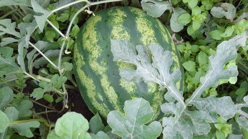 Арбуз весом 12,5 кг вырос в селе Костюковка