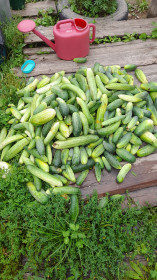 Горка огурцов