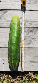 Самый длинный огурец из Тыгды