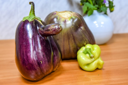 Задравший кверху нос баклажан вырос в с. Усть-Ивановка