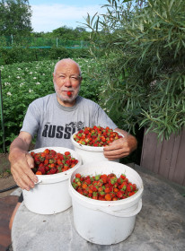 Вот такая клубника выросла в Верхнеблаговещенском