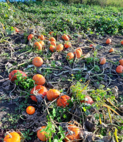 Урожай мини-тыквы в Верхнеблаговещенском