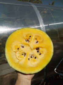 Желтый арбуз, с. Ивановка