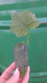 Огурец-молодец из Благовещенска