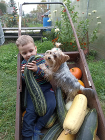 Собираем кабачки, г. Белогорск