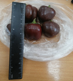 Микро-перец из Благовещенска