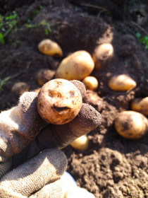 Улыбочка из города Свободного