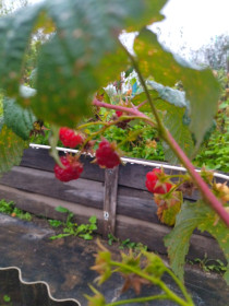 Малиновый сентябрь в Свободном