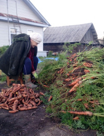 Нижнебузулинский урожай моркови