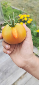 Помидор удивил. с. Тыгда