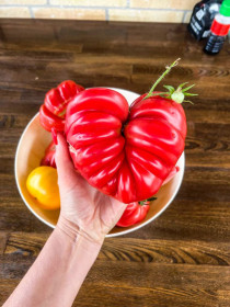 Урожай по любви из села Чигири. Первый опыт выращивания томата