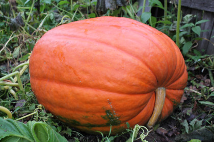 Тыква «Атлант», с. Екатеринославка