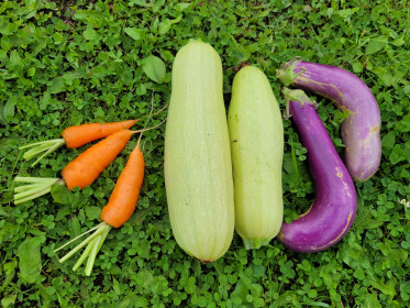 Урожай, выращенный с любовью. с. Екатеринославка