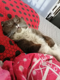 Кот Чип, он же Чипитос