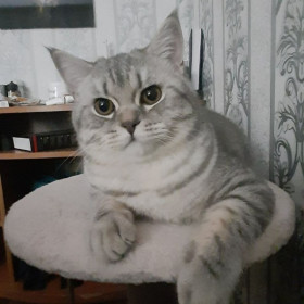 Томас, 1 год, 8 кг. г. Благовещенск