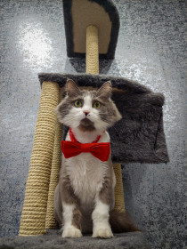 Кот Смоук, 5 лет. г. Благовещенск